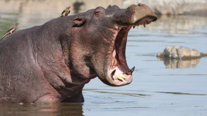 The hippo punished the fisherman